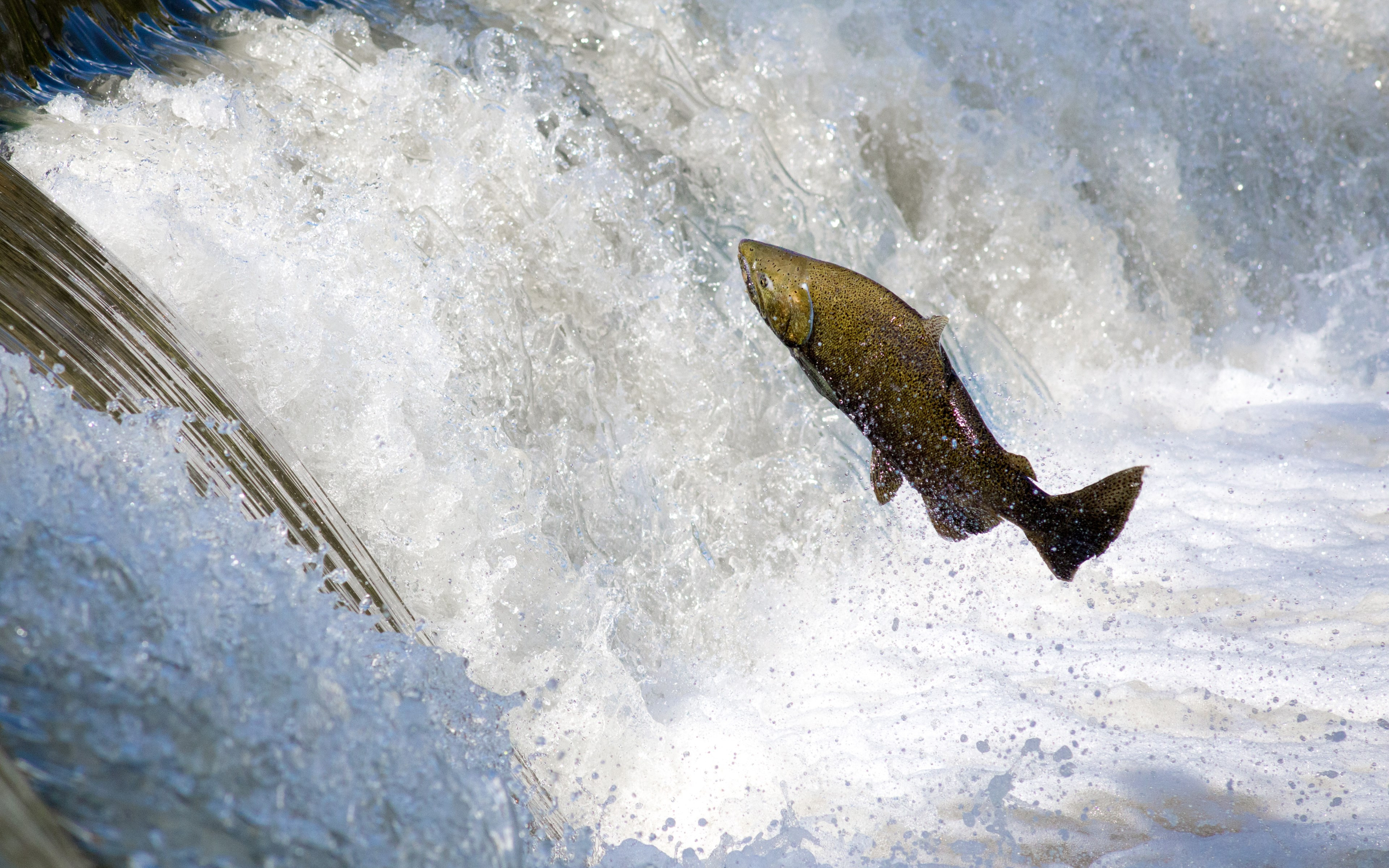 Salmon jumping over waterfall wallpaper 3840x2400