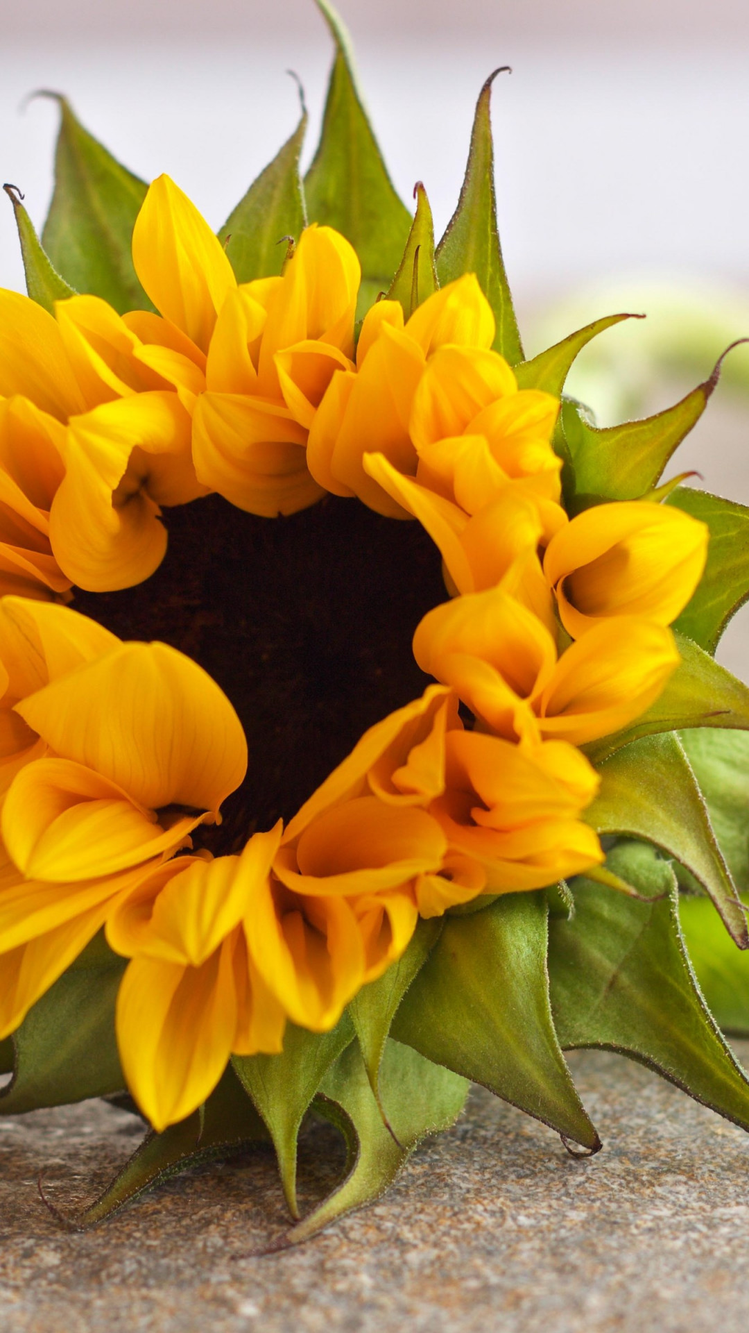 One beautiful sunflower wallpaper 1080x1920