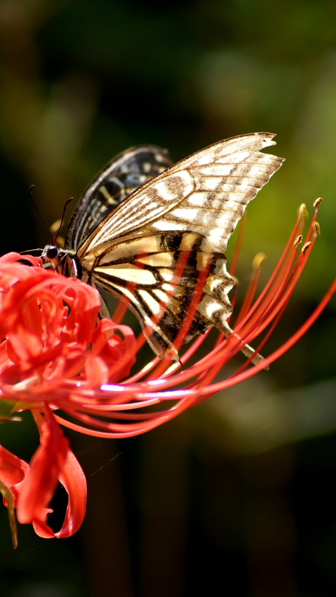 Butterfly on Lycoris Radiata flower wallpaper 1080x1920