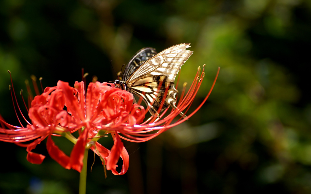 Butterfly on Lycoris Radiata flower wallpaper 1280x800