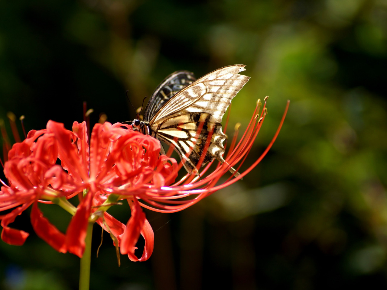 Butterfly on Lycoris Radiata flower wallpaper 1280x960