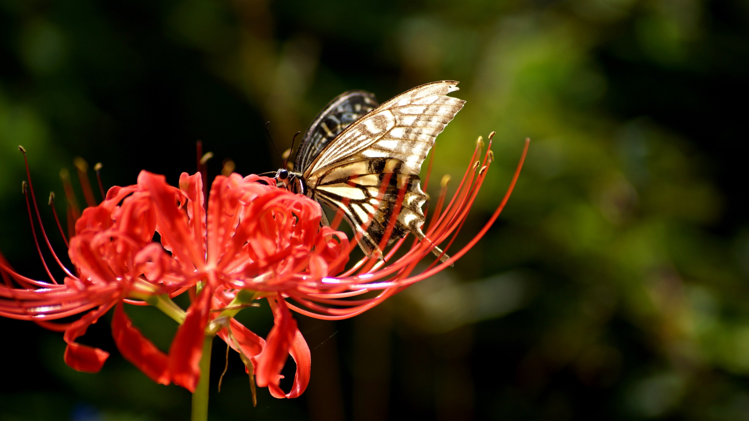 Butterfly on Lycoris Radiata flower wallpaper 2560x1440
