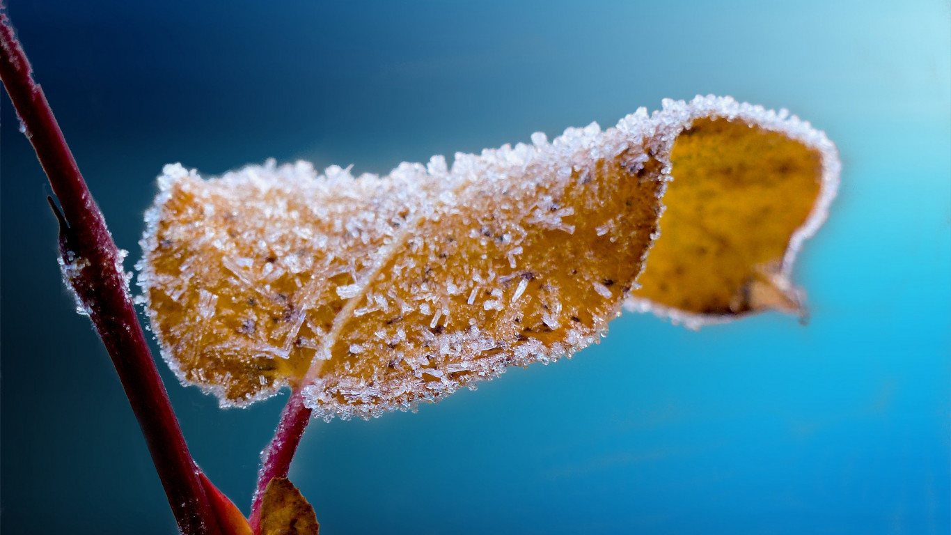 Frosted leaf wallpaper 1366x768