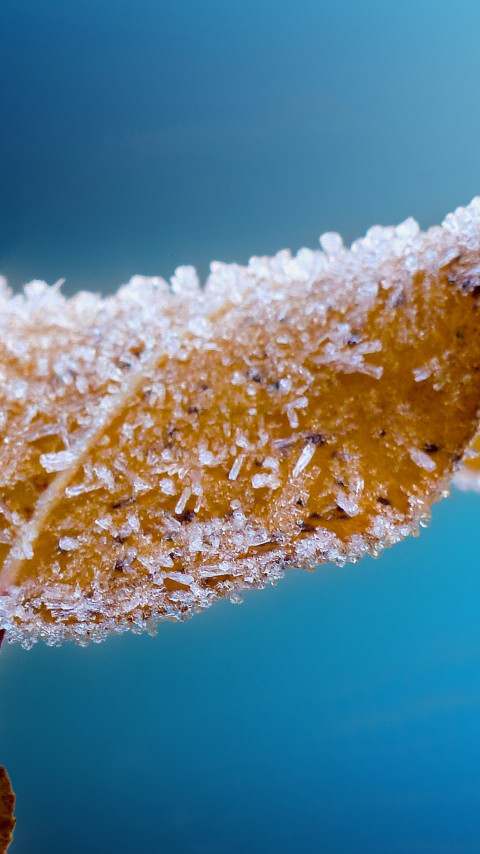 Frosted leaf wallpaper 480x854