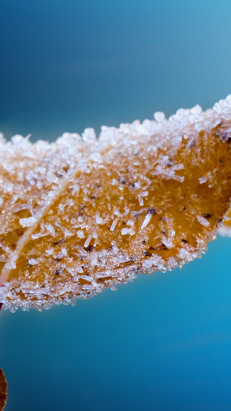 Frosted leaf wallpaper 750x1334