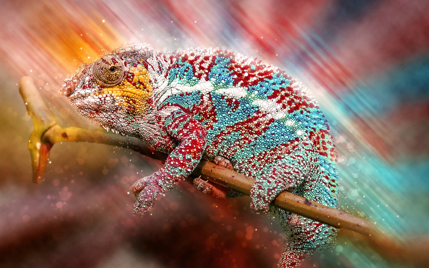 Panther chameleon wallpaper 1440x900