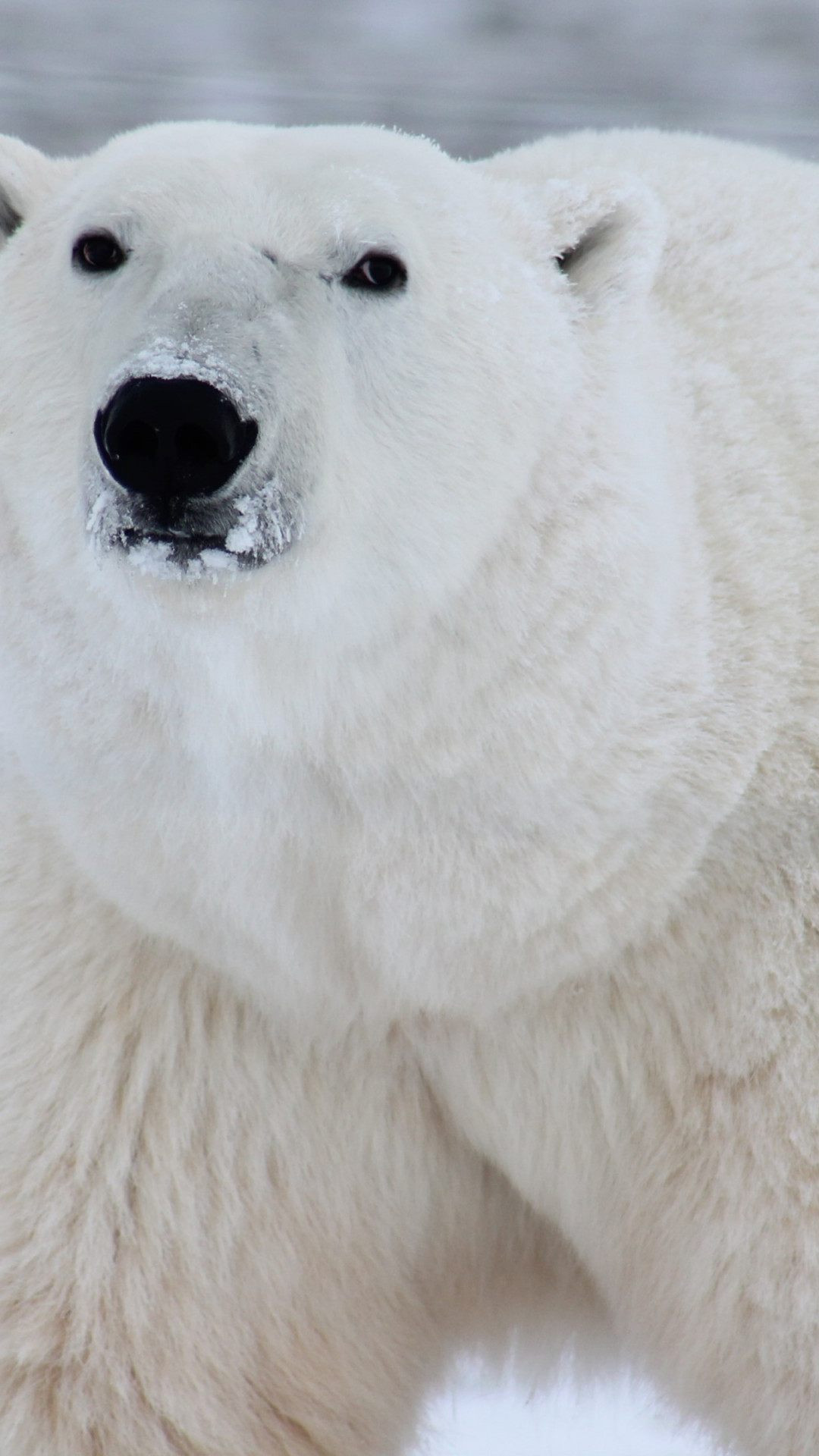 Polar bear in his environment wallpaper 1080x1920