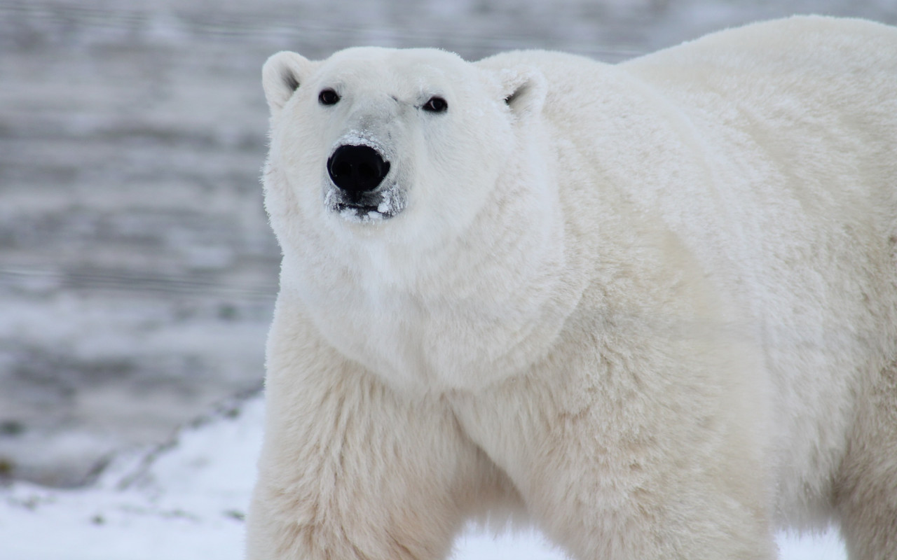 Polar bear in his environment wallpaper 1280x800