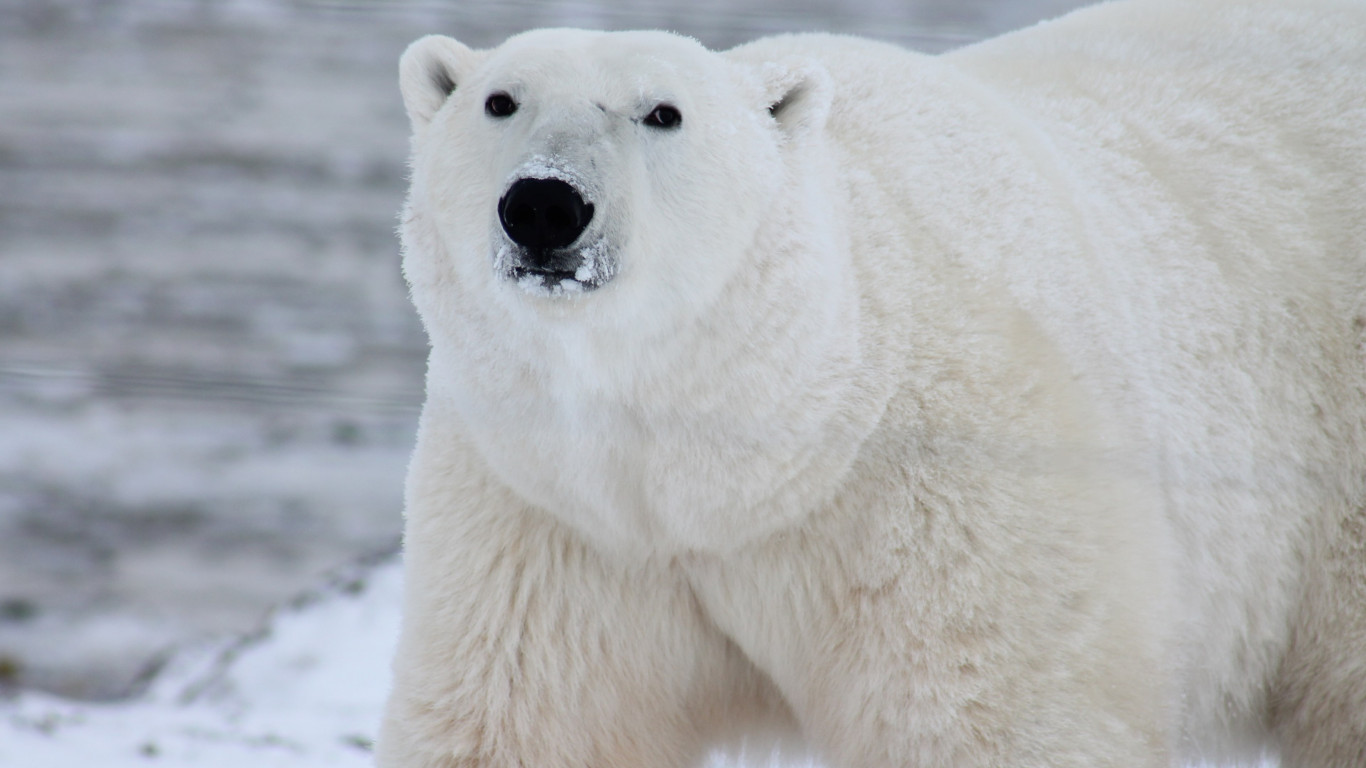 Polar bear in his environment wallpaper 1366x768