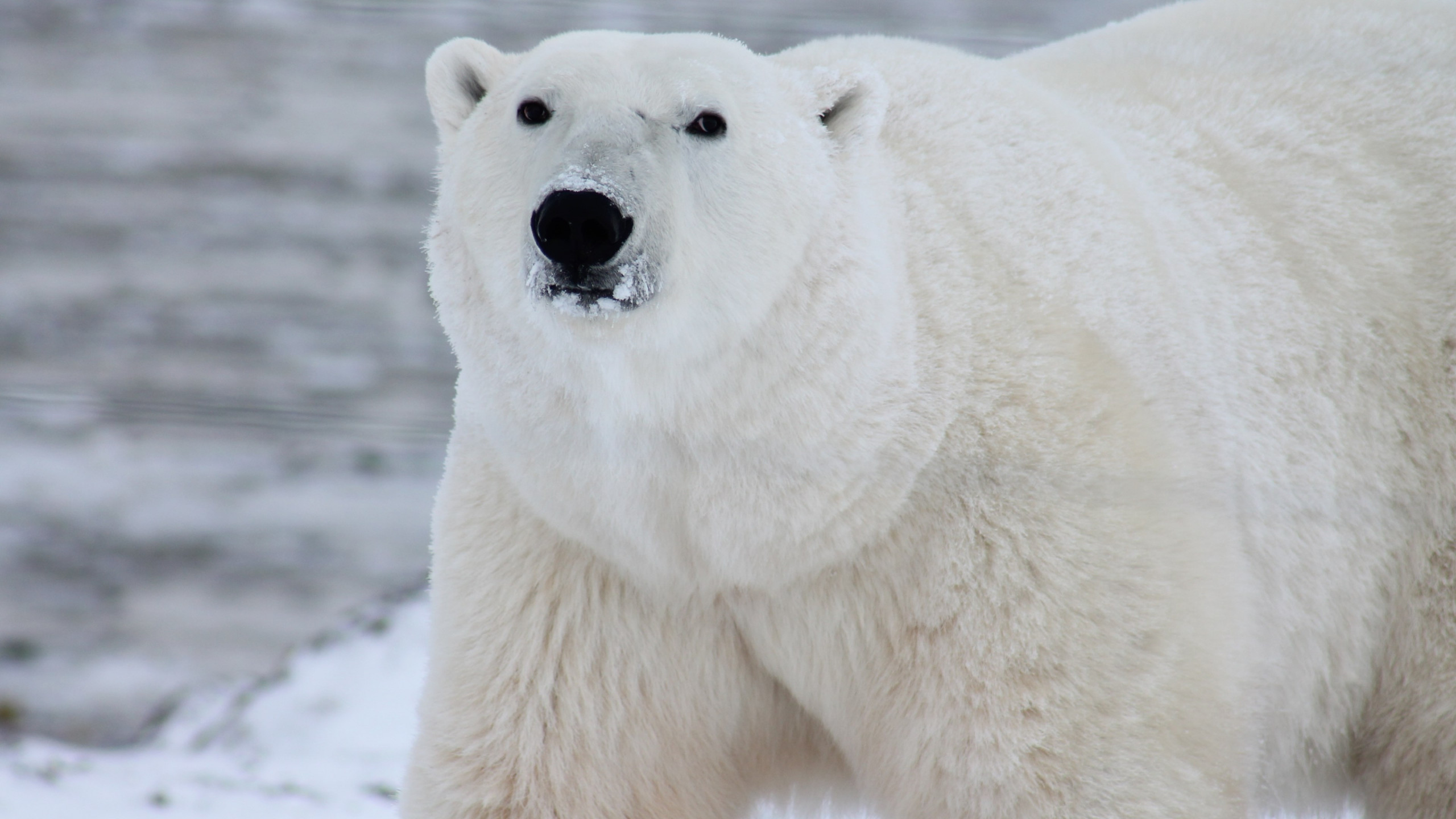 Polar bear in his environment wallpaper 2560x1440