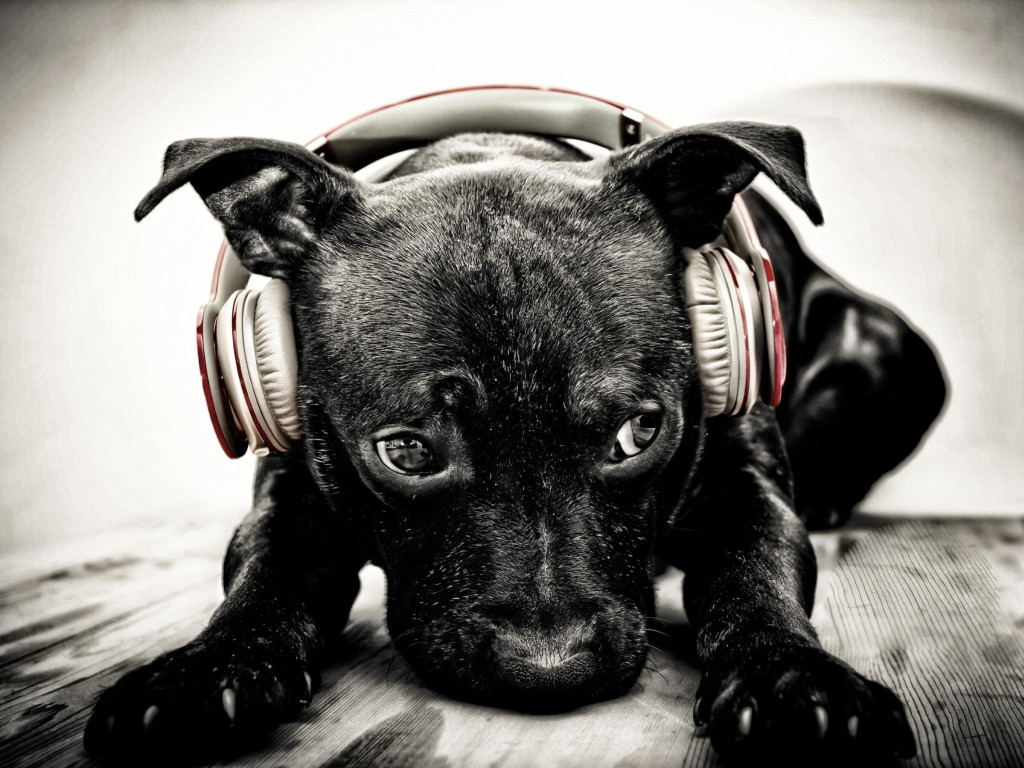 Puppy with beats headphones wallpaper 1024x768