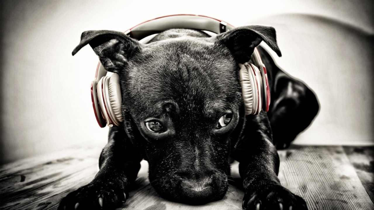 Puppy with beats headphones wallpaper 1280x720