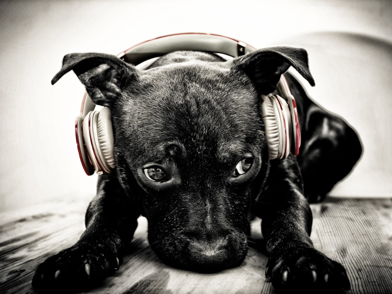Puppy with beats headphones wallpaper 1280x960