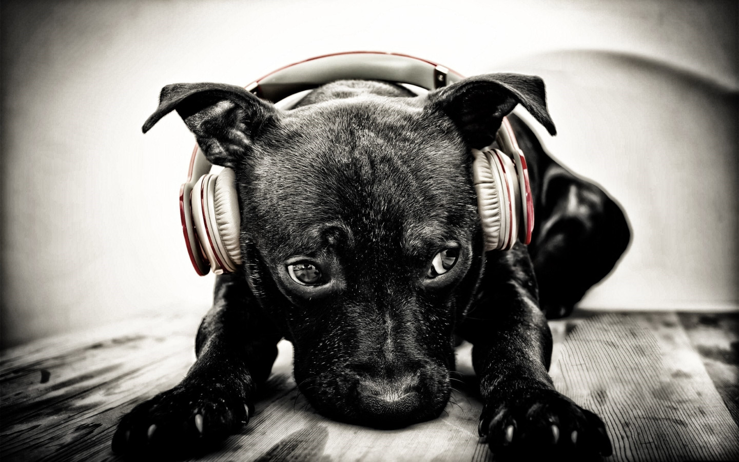 Puppy with beats headphones wallpaper 1440x900