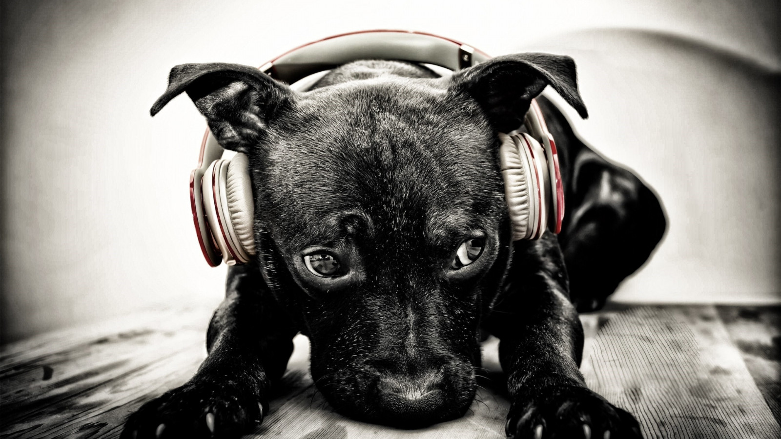 Puppy with beats headphones wallpaper 1600x900