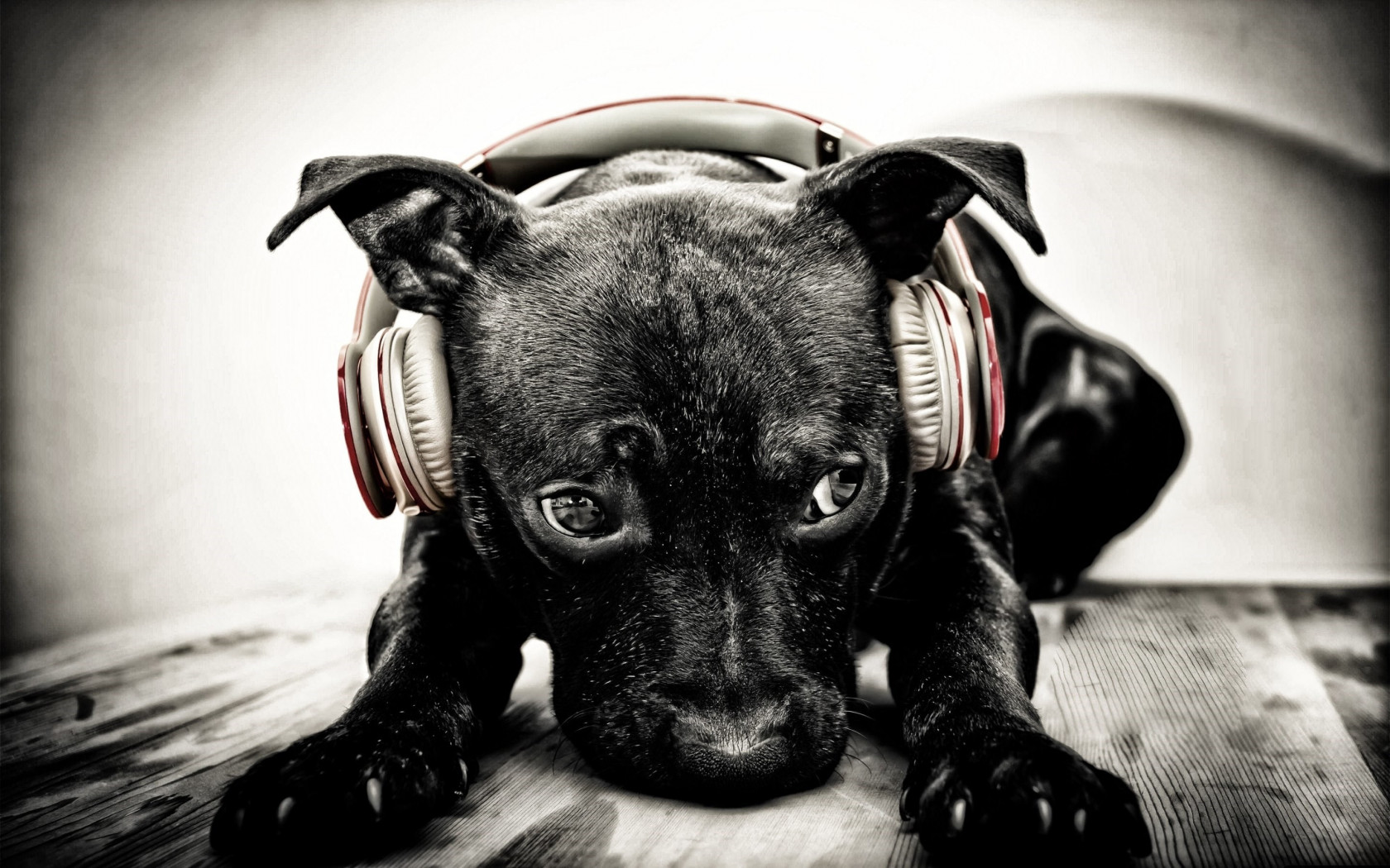 Puppy with beats headphones wallpaper 1680x1050