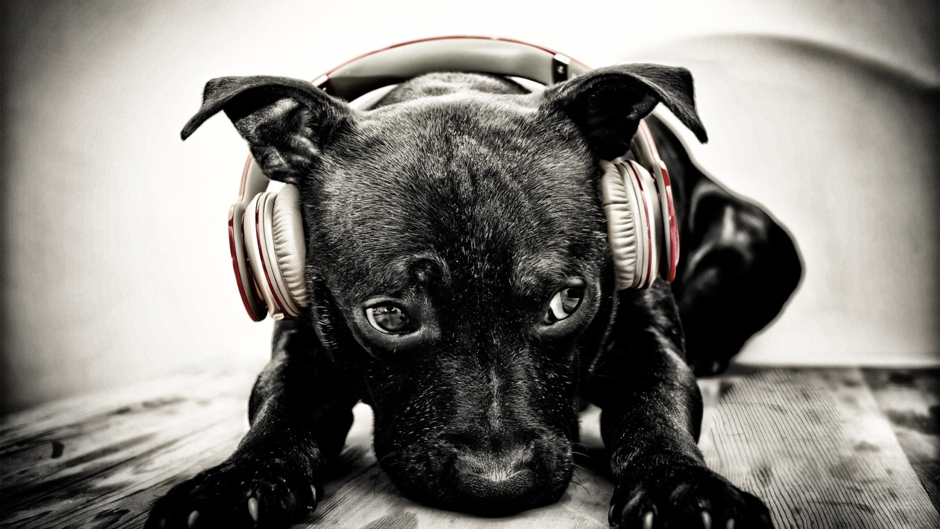 Puppy with beats headphones wallpaper 1920x1080