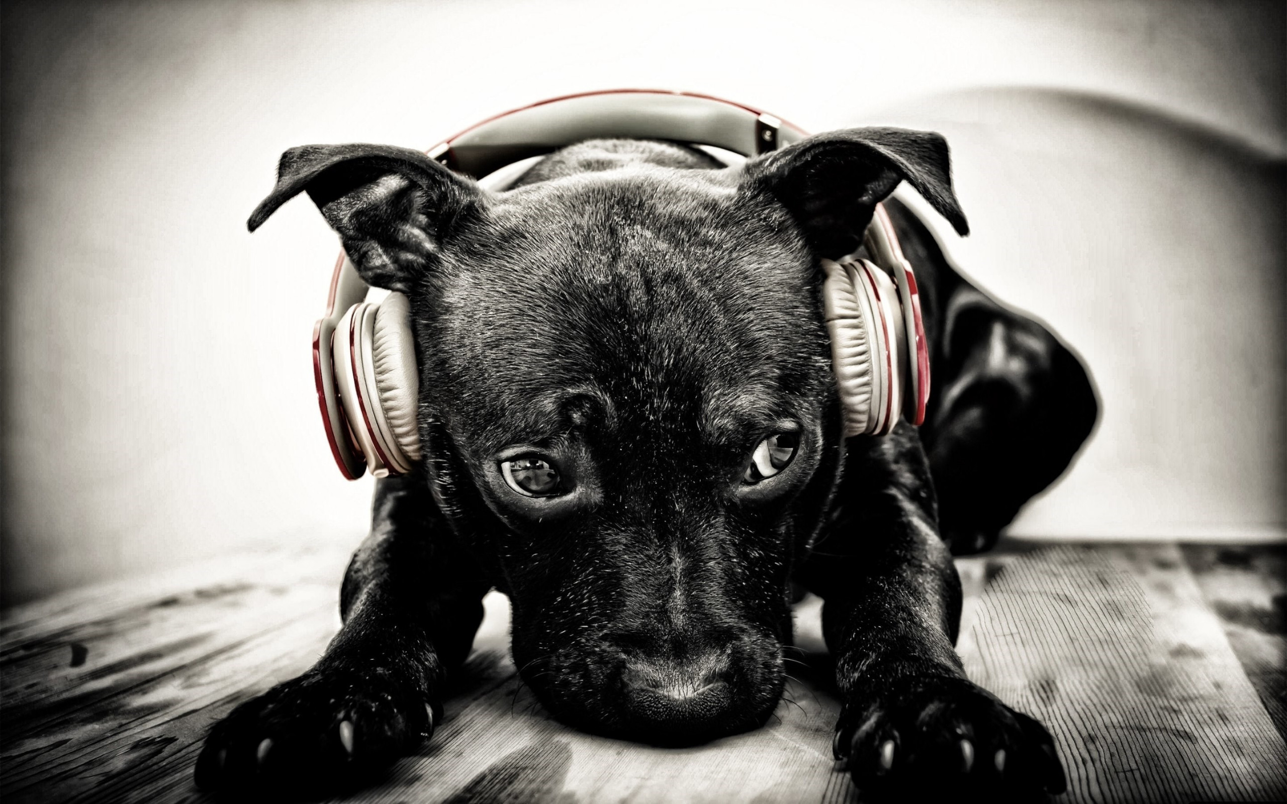 Puppy with beats headphones wallpaper 2560x1600
