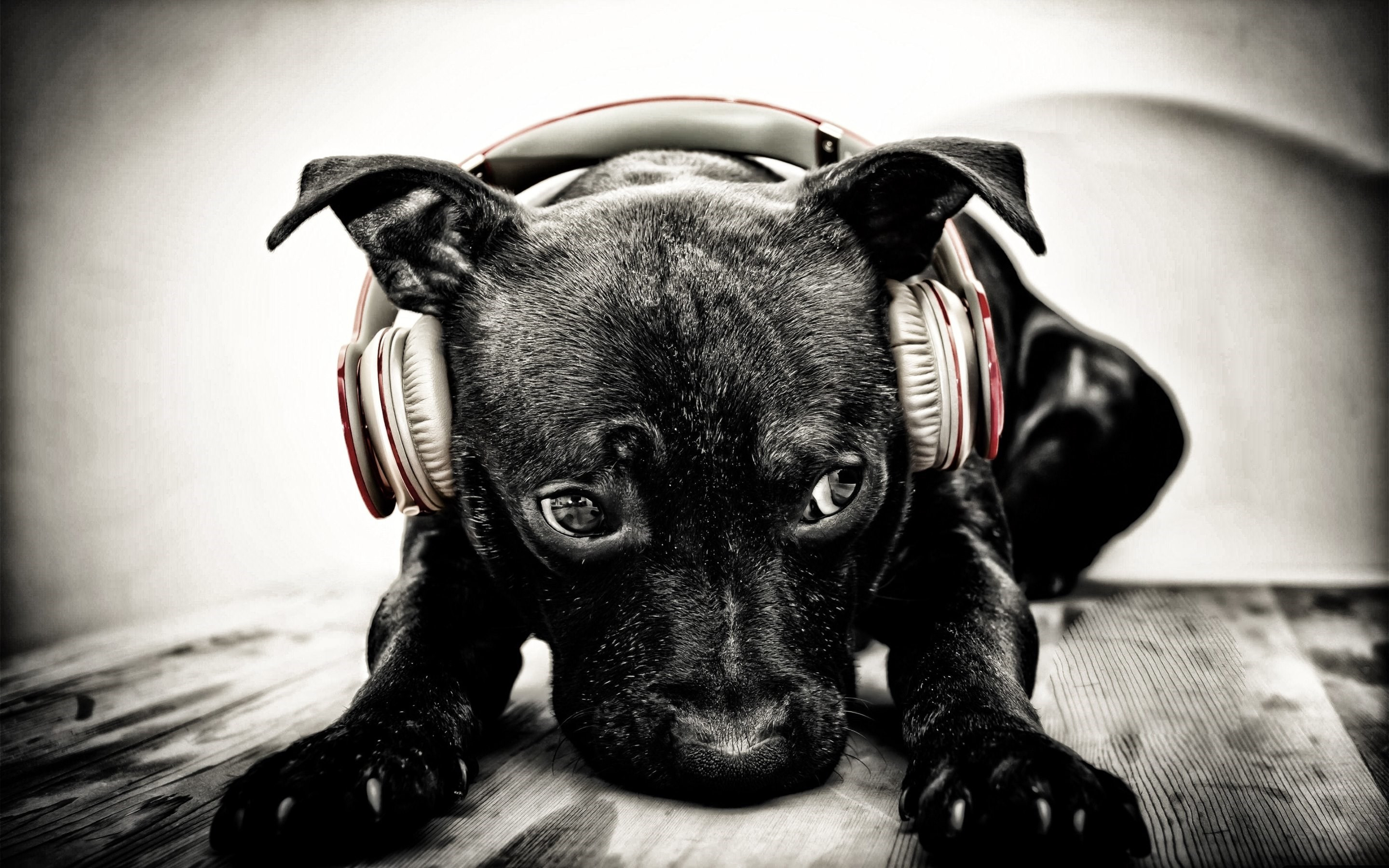 Puppy with beats headphones wallpaper 2880x1800