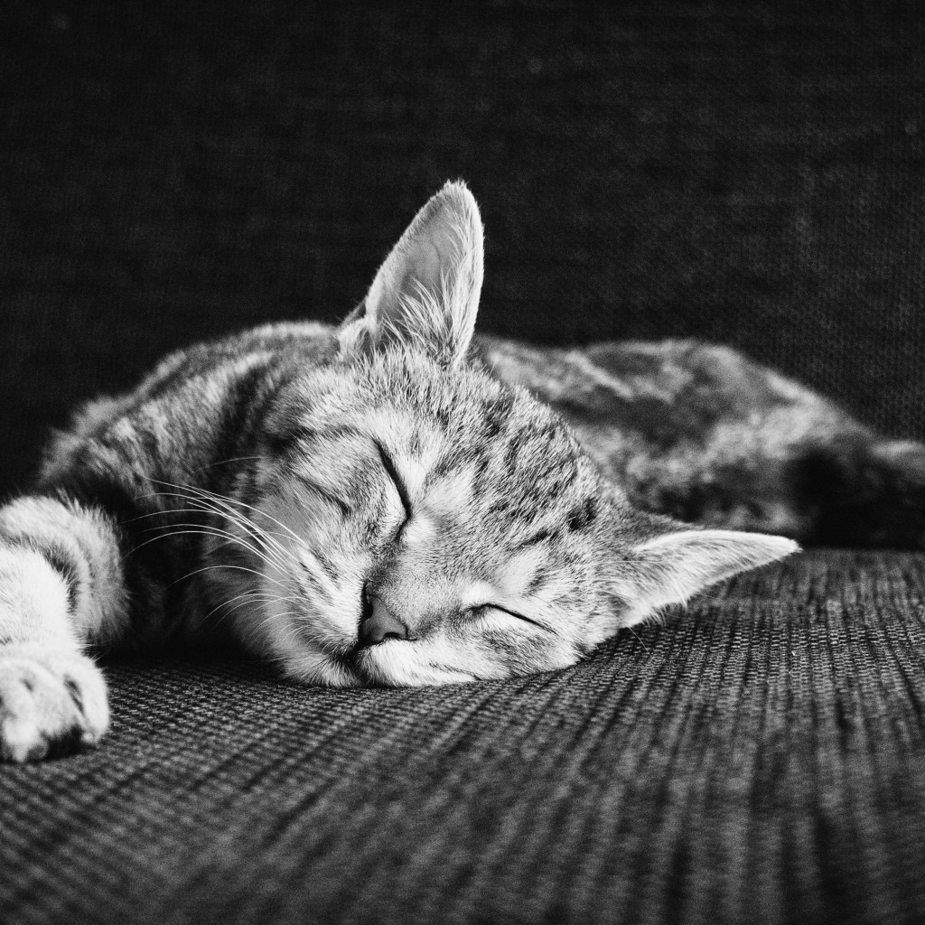 Zen of sleeping kitten wallpaper 1024x1024