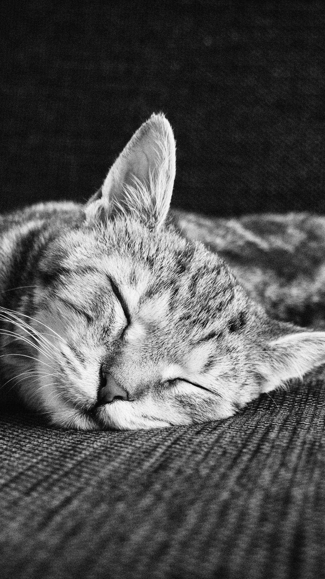 Zen of sleeping kitten wallpaper 1080x1920