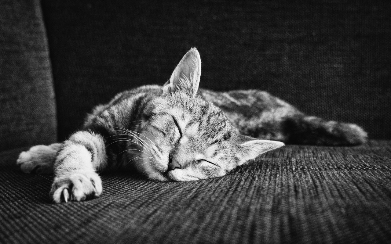 Zen of sleeping kitten wallpaper 1280x800