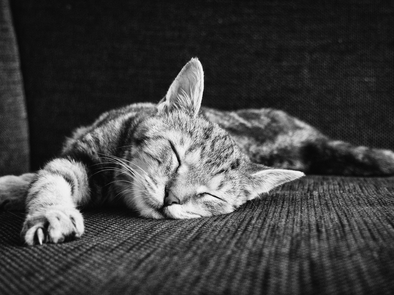 Zen of sleeping kitten wallpaper 1280x960