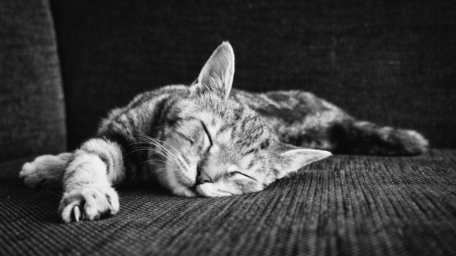 Zen of sleeping kitten wallpaper 1600x900