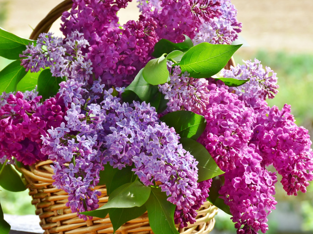 Best basket with lilac flowers wallpaper 1024x768
