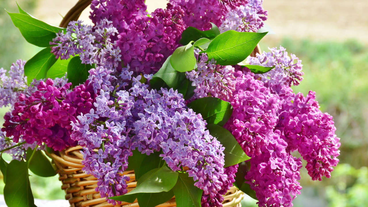 Best basket with lilac flowers wallpaper 1280x720