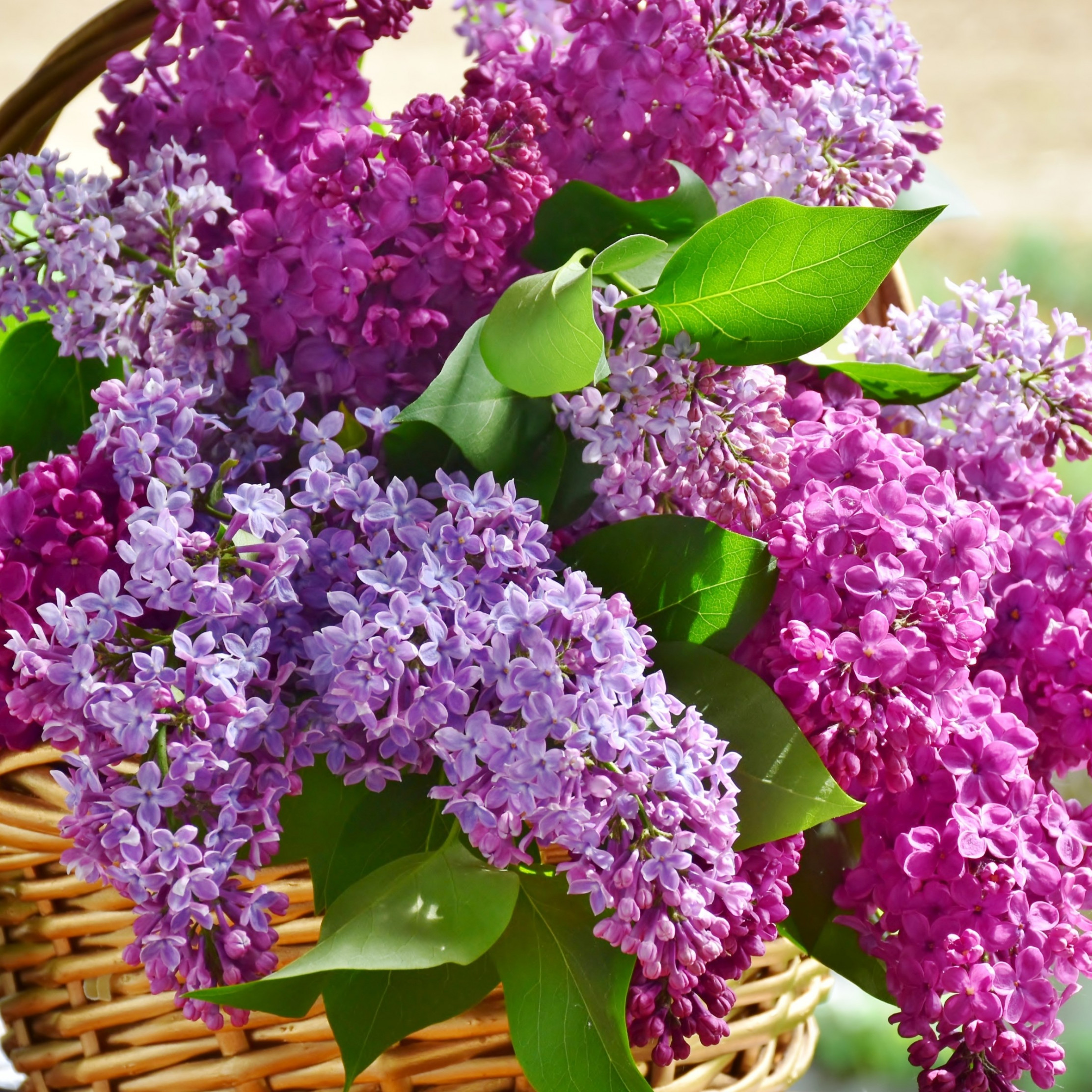 Best basket with lilac flowers wallpaper 2224x2224