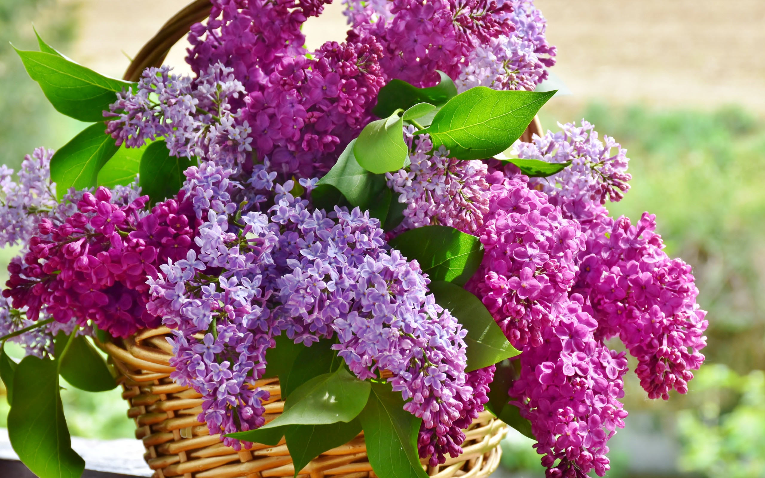 Best basket with lilac flowers wallpaper 2560x1600