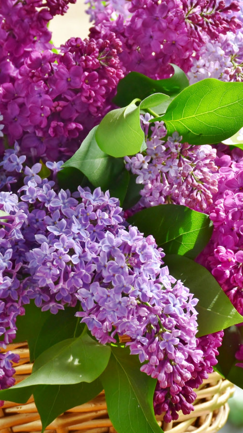 Best basket with lilac flowers wallpaper 480x854