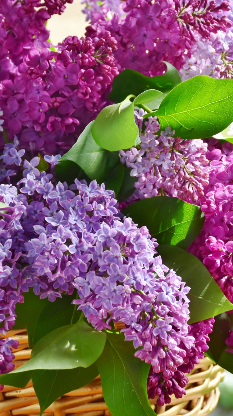 Best basket with lilac flowers wallpaper 750x1334