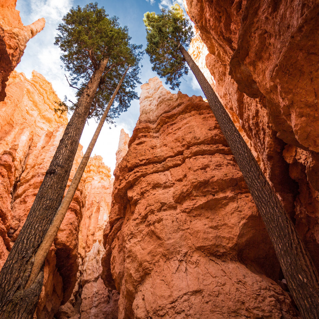 Navajo Loop, Bryce Canyon, Utah wallpaper 1024x1024