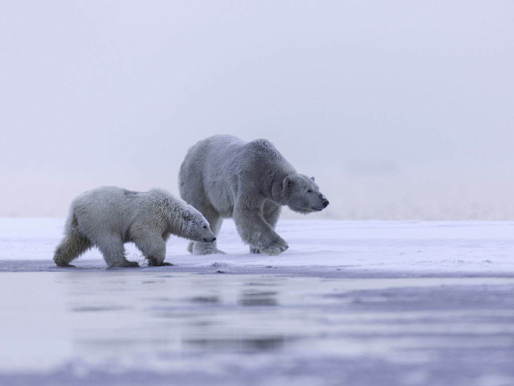 Polar bears: mother and cub wallpaper 1024x768