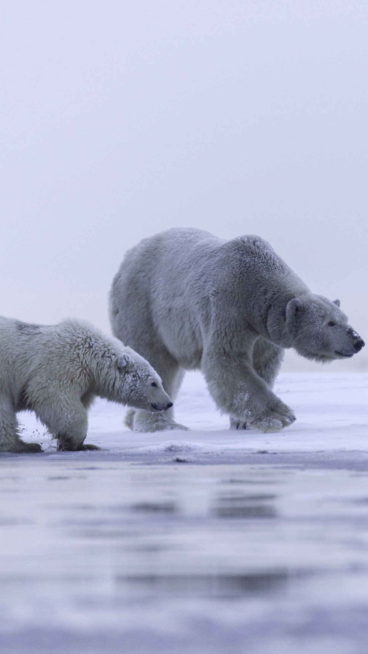 Polar bears: mother and cub wallpaper 1242x2208