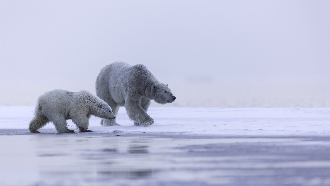 Polar bears: mother and cub wallpaper 1280x720