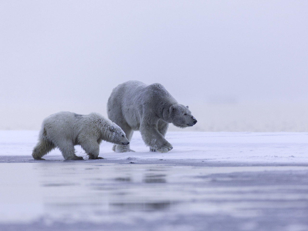 Polar bears: mother and cub wallpaper 1280x960