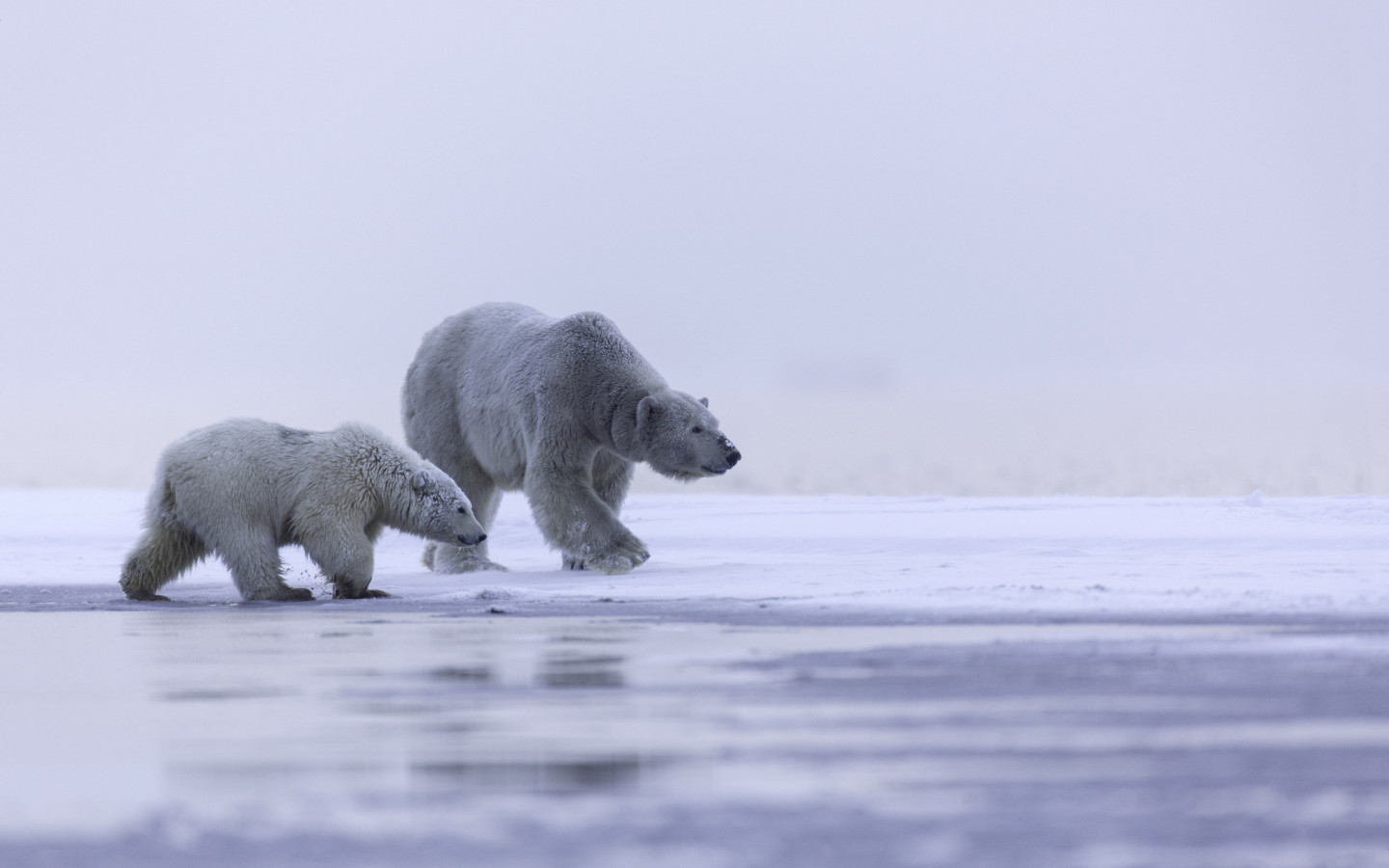 Polar bears: mother and cub wallpaper 1440x900