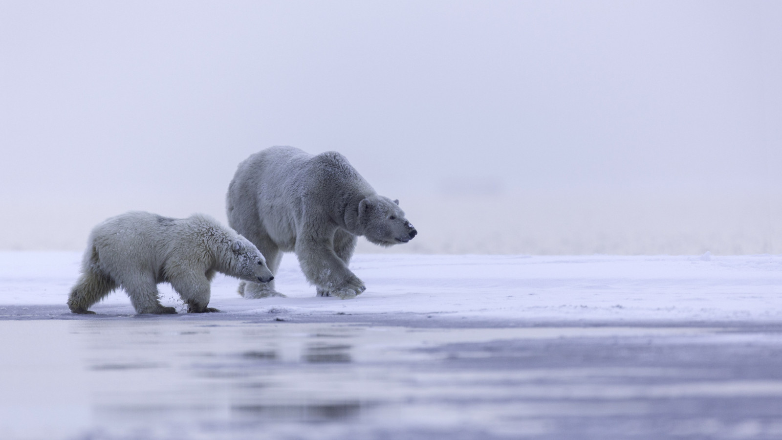 Polar bears: mother and cub wallpaper 1600x900