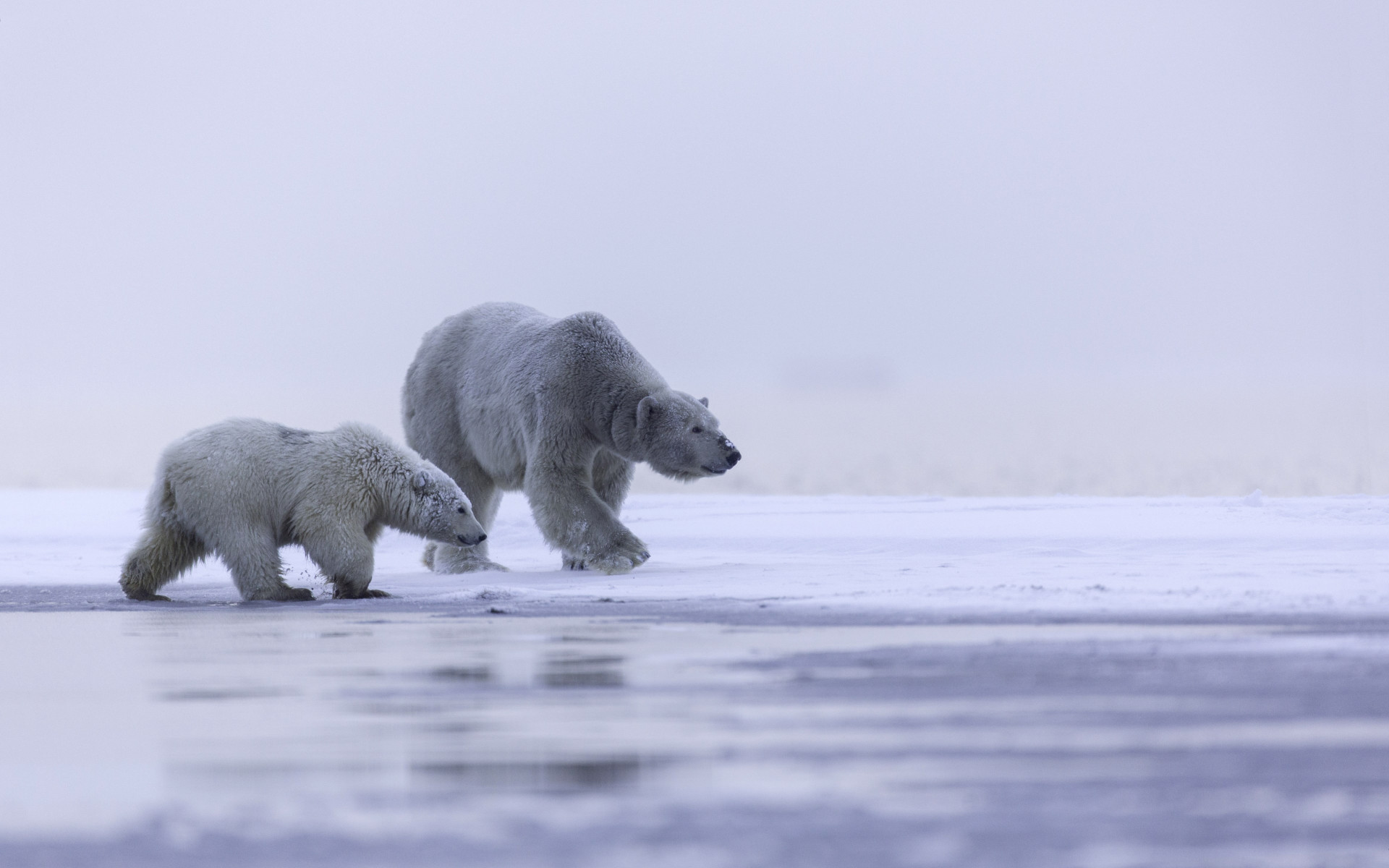 Polar bears: mother and cub wallpaper 1920x1200