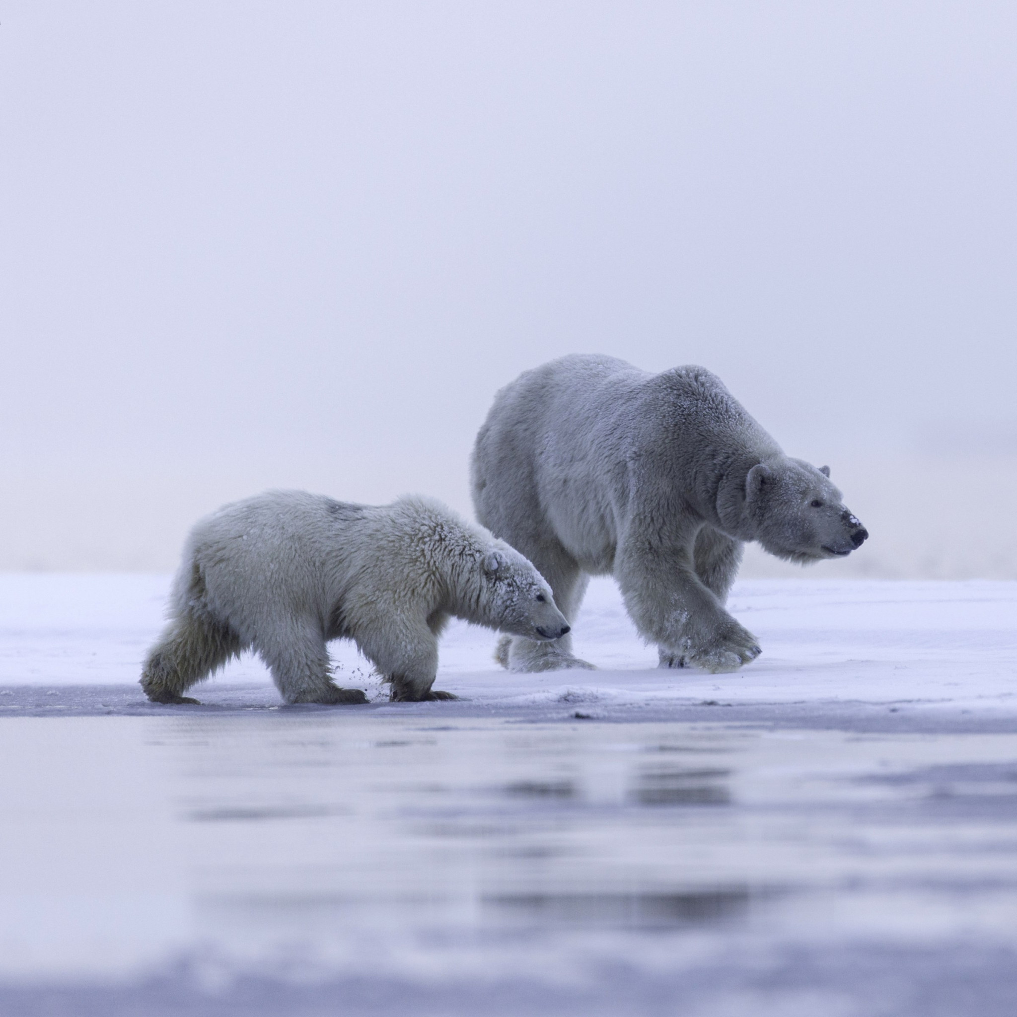 Polar bears: mother and cub wallpaper 2048x2048