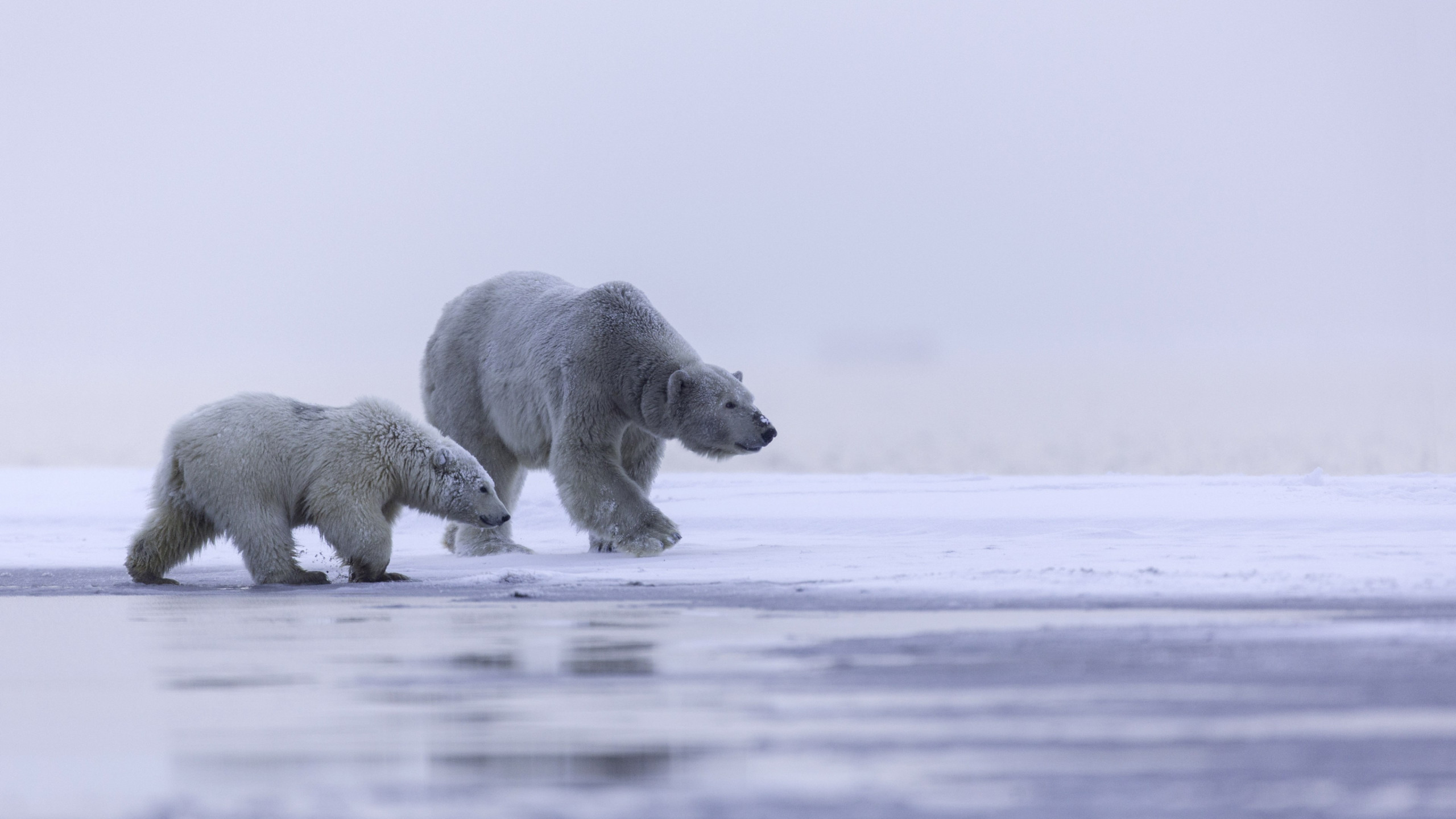 Polar bears: mother and cub wallpaper 2560x1440