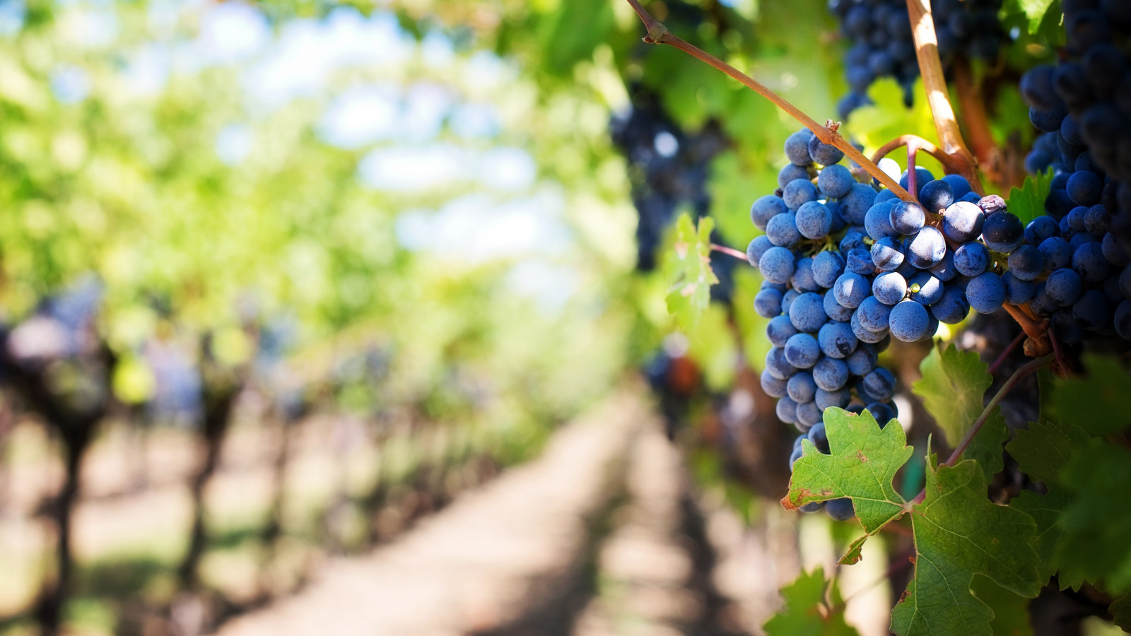 Grapes in vineyard wallpaper 1600x900