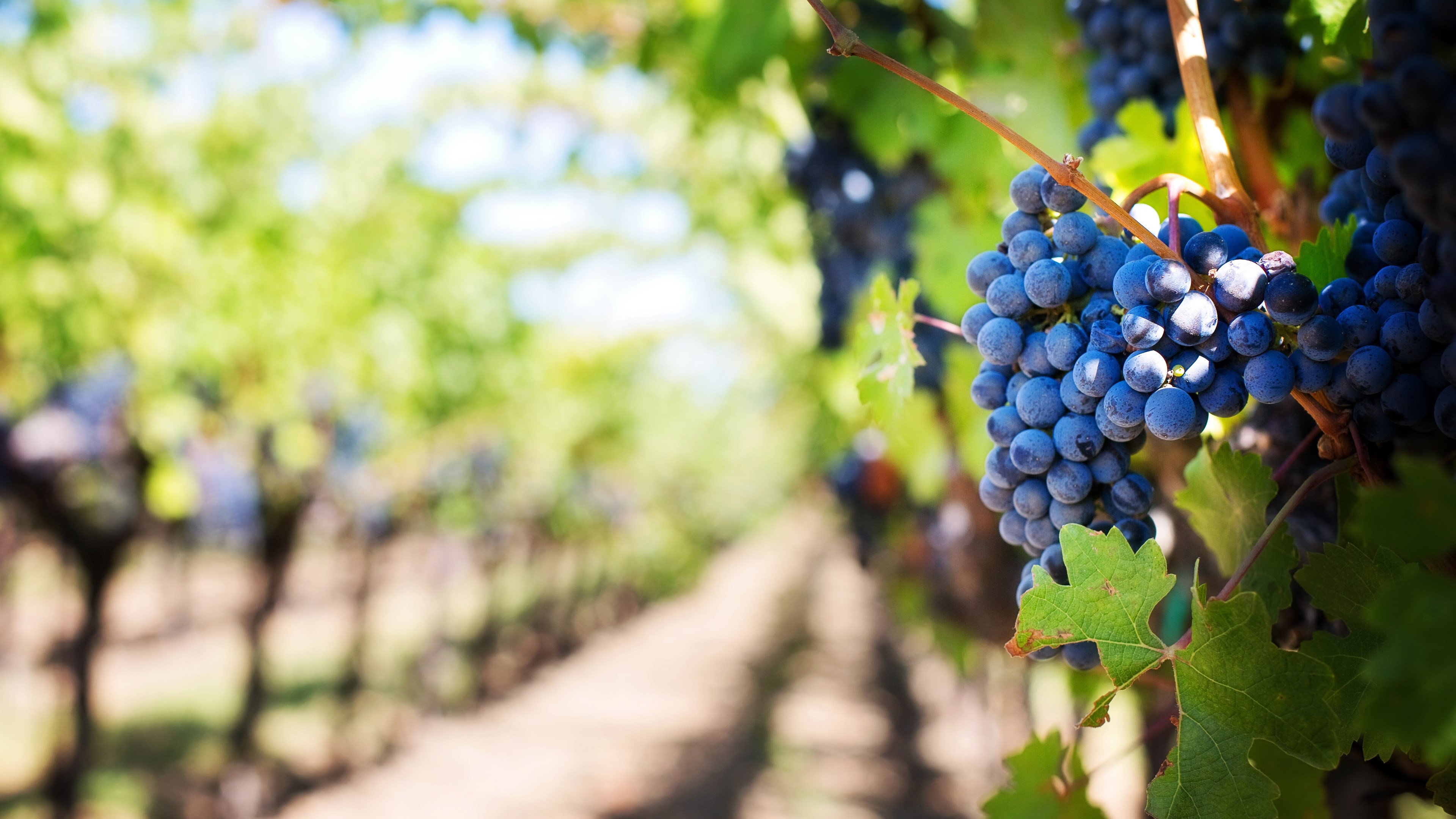 Grapes in vineyard wallpaper 3840x2160