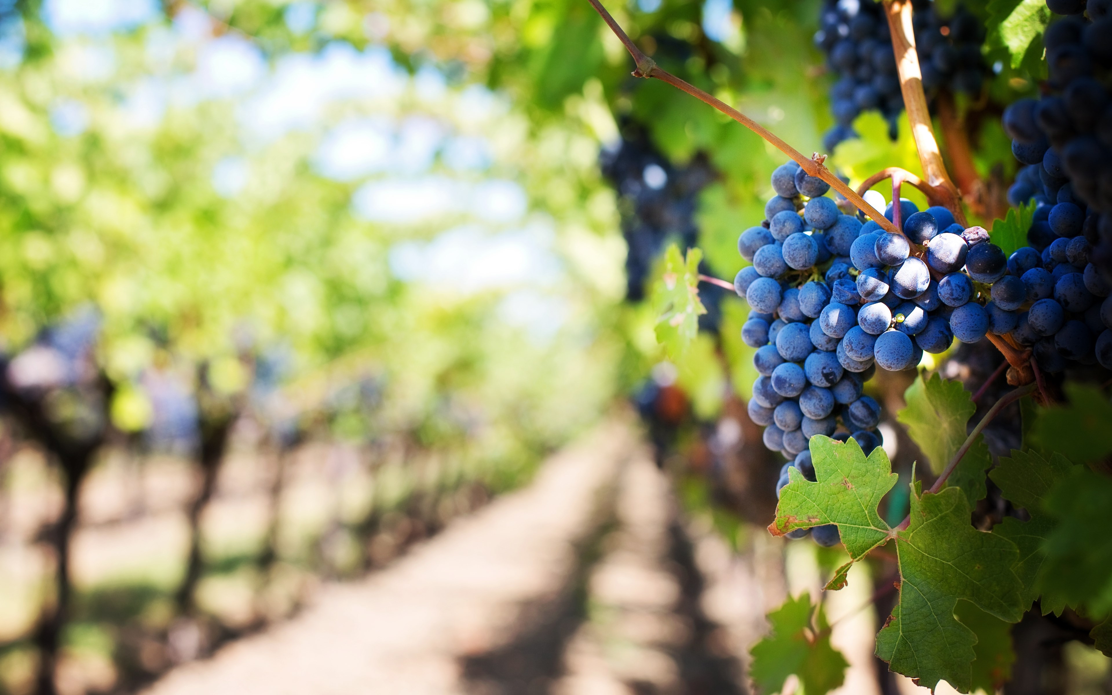 Grapes in vineyard wallpaper 3840x2400