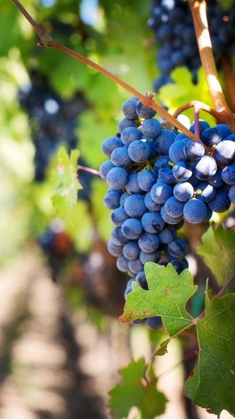 Grapes in vineyard wallpaper 480x854