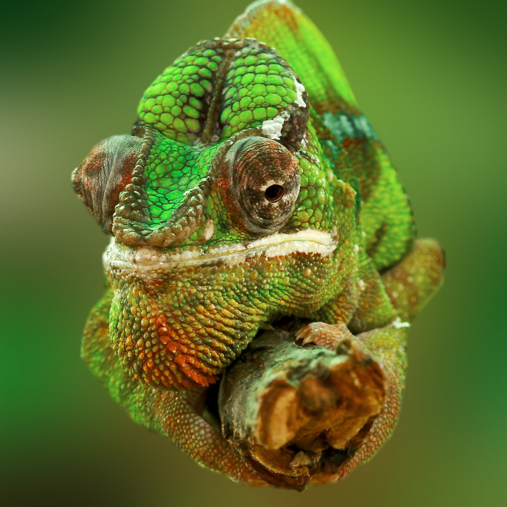 Portrait of a chameleon wallpaper 1024x1024