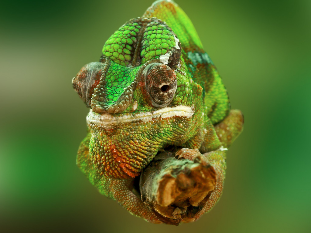 Portrait of a chameleon wallpaper 1024x768